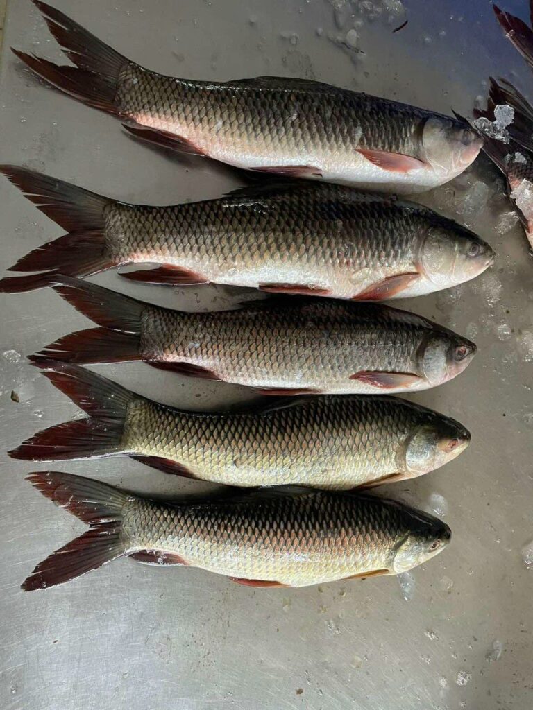 Rohu – Golden Ocean Seafood